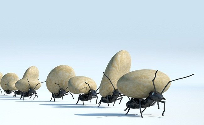 concept work, team of ants