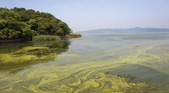 Algal blooms in Lake Tai