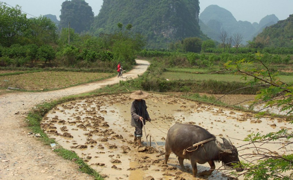 Agricultural Productivity: Fields of Dreams?