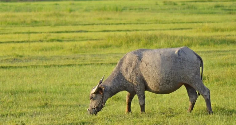 China’s rural-urban divide and its effects - CKGSB Knowledge