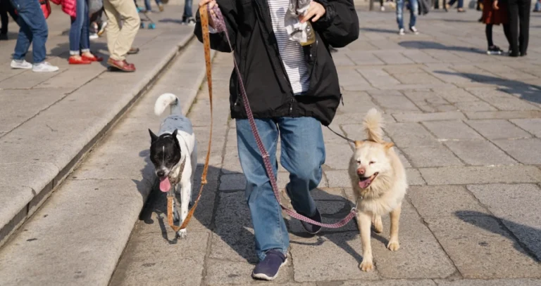 China’s pet parents are redefining family life
