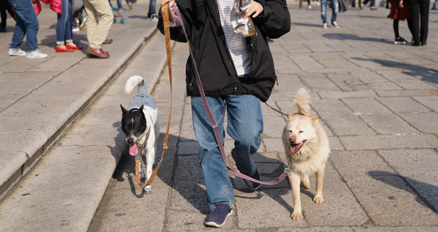 China’s pet parents are redefining family life