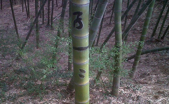 The Zi family owns that section of the forest and the bamboo plants are two years old