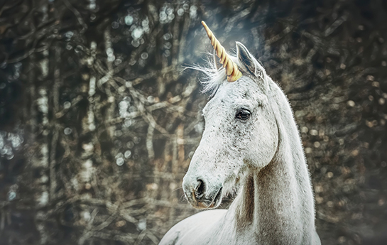 The geopolitics of the entrepreneurial zoo