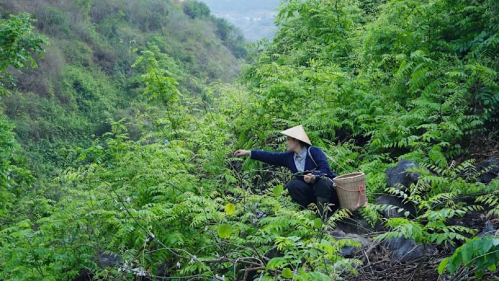Rural escapism: Why China’s young urbanites are romanticising countryside living